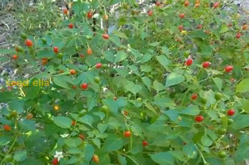 Texas Chiltepin Pepper Seeds For Planting