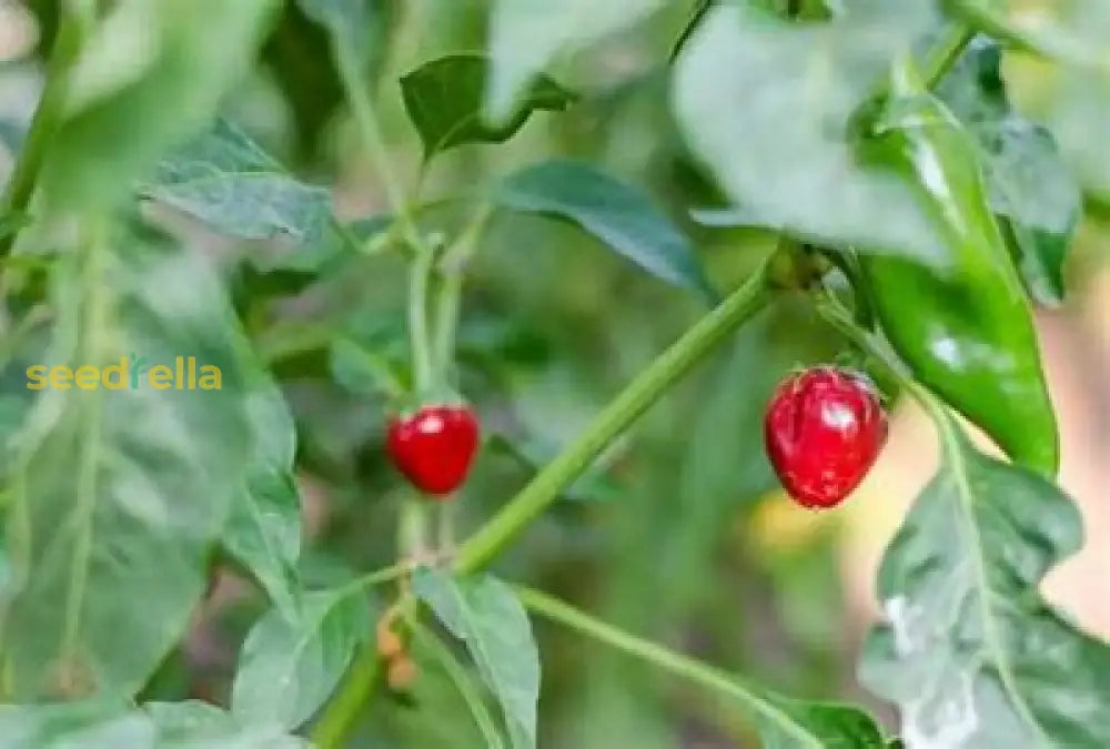 Texas Chiltepin Pepper Seeds For Planting