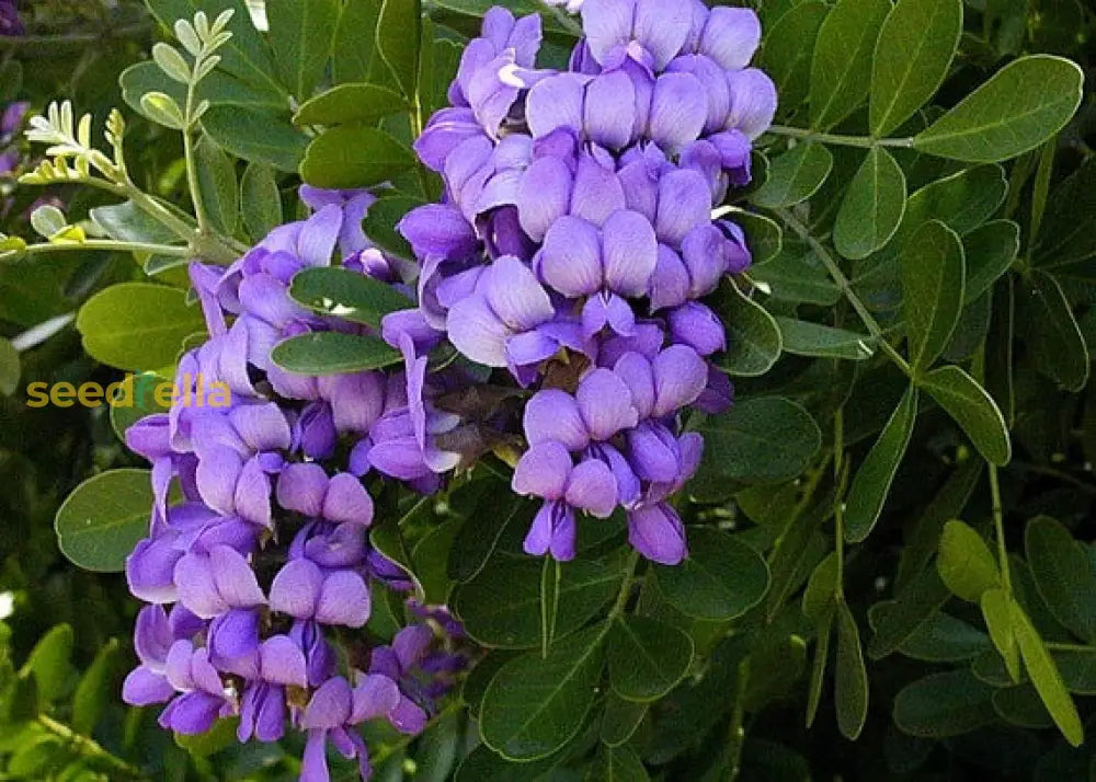 Texas Laurel Planting Seeds For Thriving Growth And Lush Gardens  Seed Beautiful Landscapes