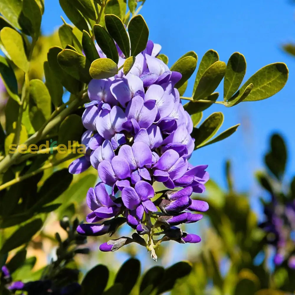 Texas Mountain Laurel Seeds Sophora Secundiflora Evergreen Tree Fragrant Purple Flowers Drought