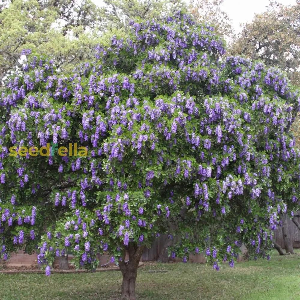 Texas Mountain Laurel Seeds Sophora Secundiflora Evergreen Tree Fragrant Purple Flowers Drought