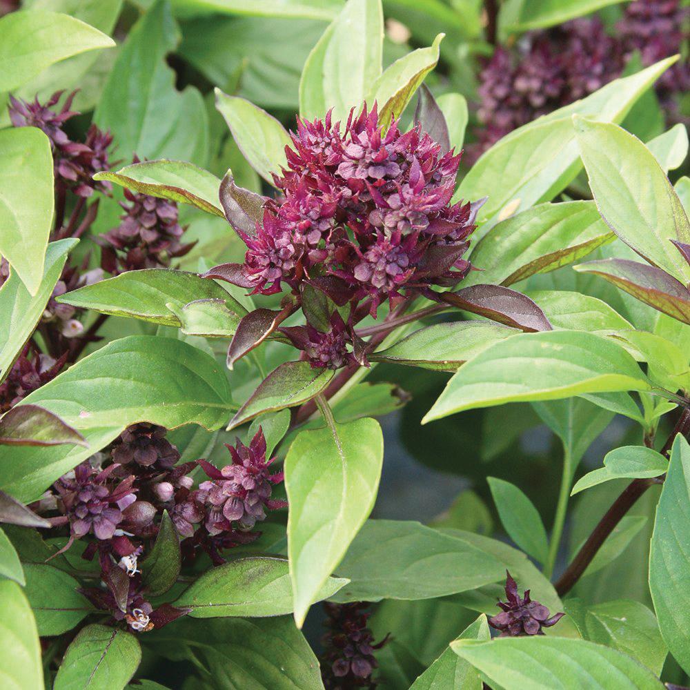 Siam Queen Thai Basil thriving in containers from seed