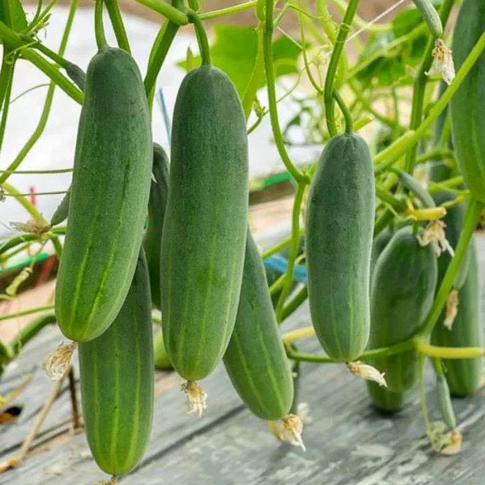 Closeup of high-quality Cucumis sativus Thai Cucumber seeds