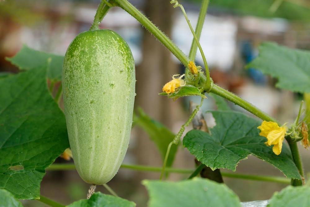 Thai Cucumber plants growing in urban garden vegetable patch