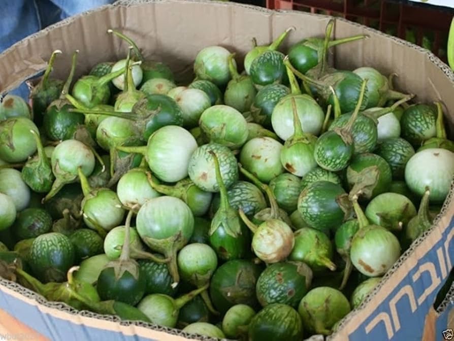 Mature Thai Eggplant Petch Siam plant in backyard garden
