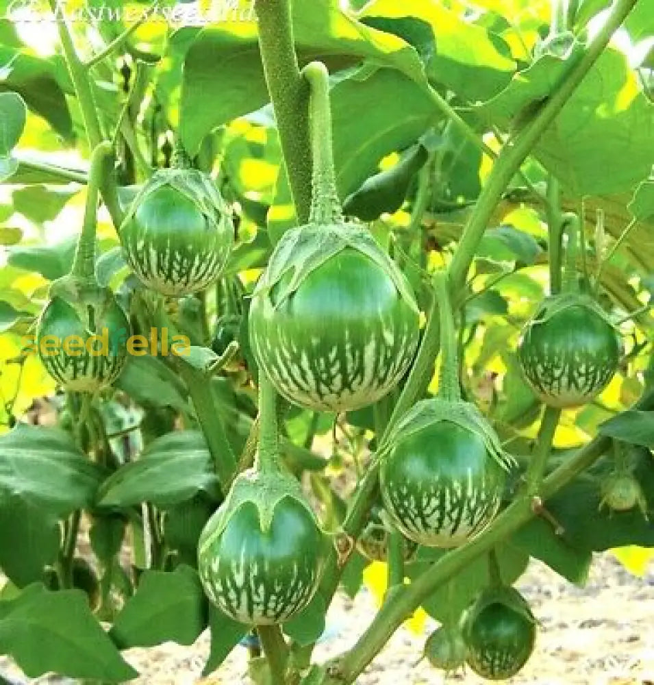 Thai Eggplant Seeds For Planting - Cultivate Flavorful And Versatile Vegetables In Your Garden