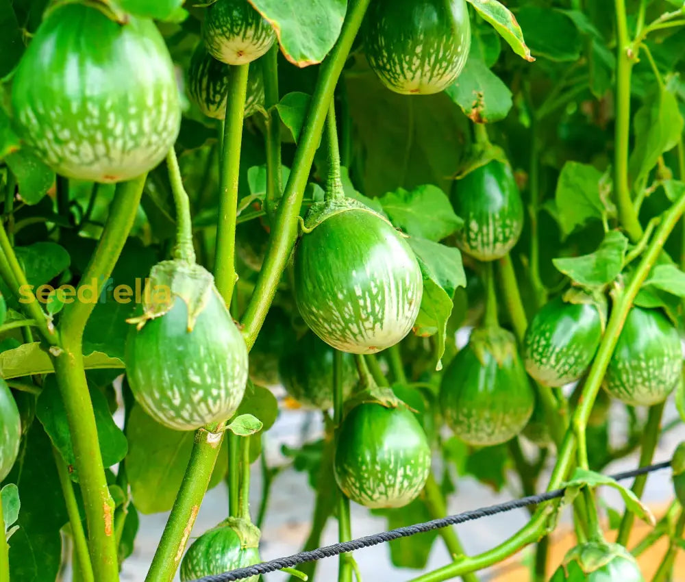 Thai Eggplant Seeds For Planting - Cultivate Flavorful And Versatile Vegetables In Your Garden