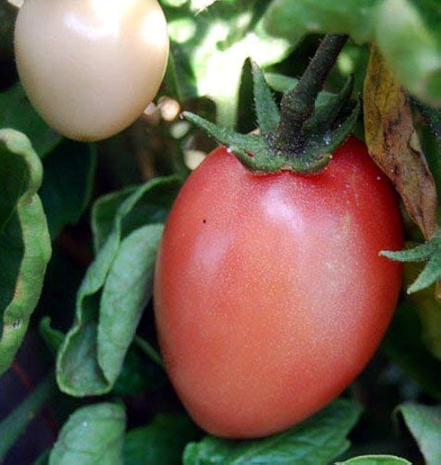 Closeup of pink tomatoes grown from Thai Pink Egg Tomato Seeds