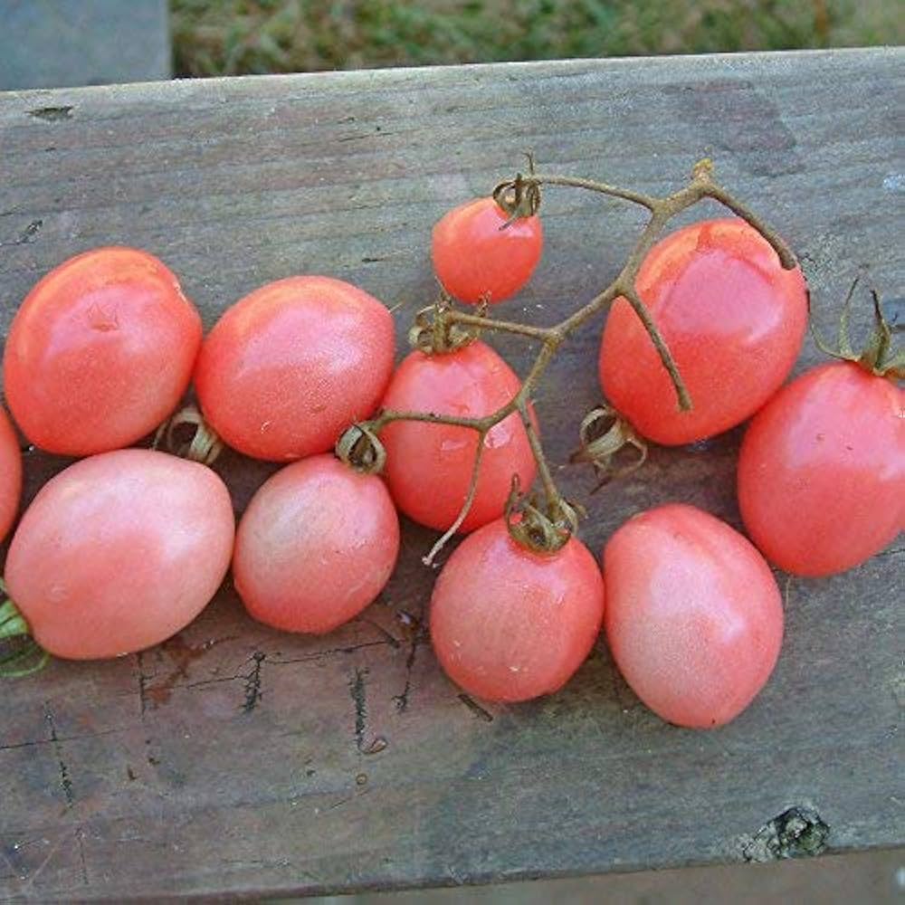 Thai Pink Egg Tomato Seeds producing sweet pink tomatoes