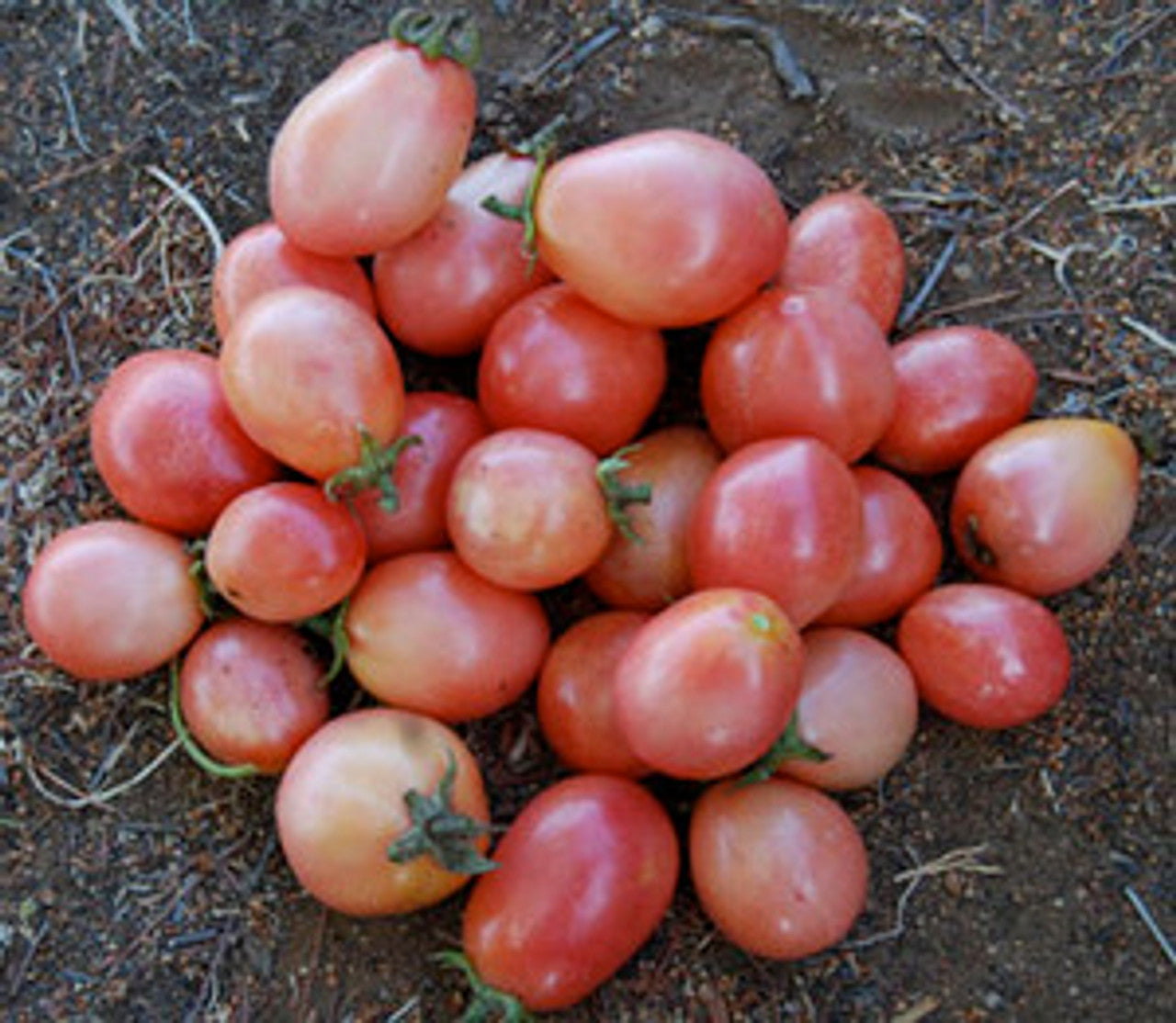 Clusters of pink tomatoes from Thai Pink Egg Tomato Seeds
