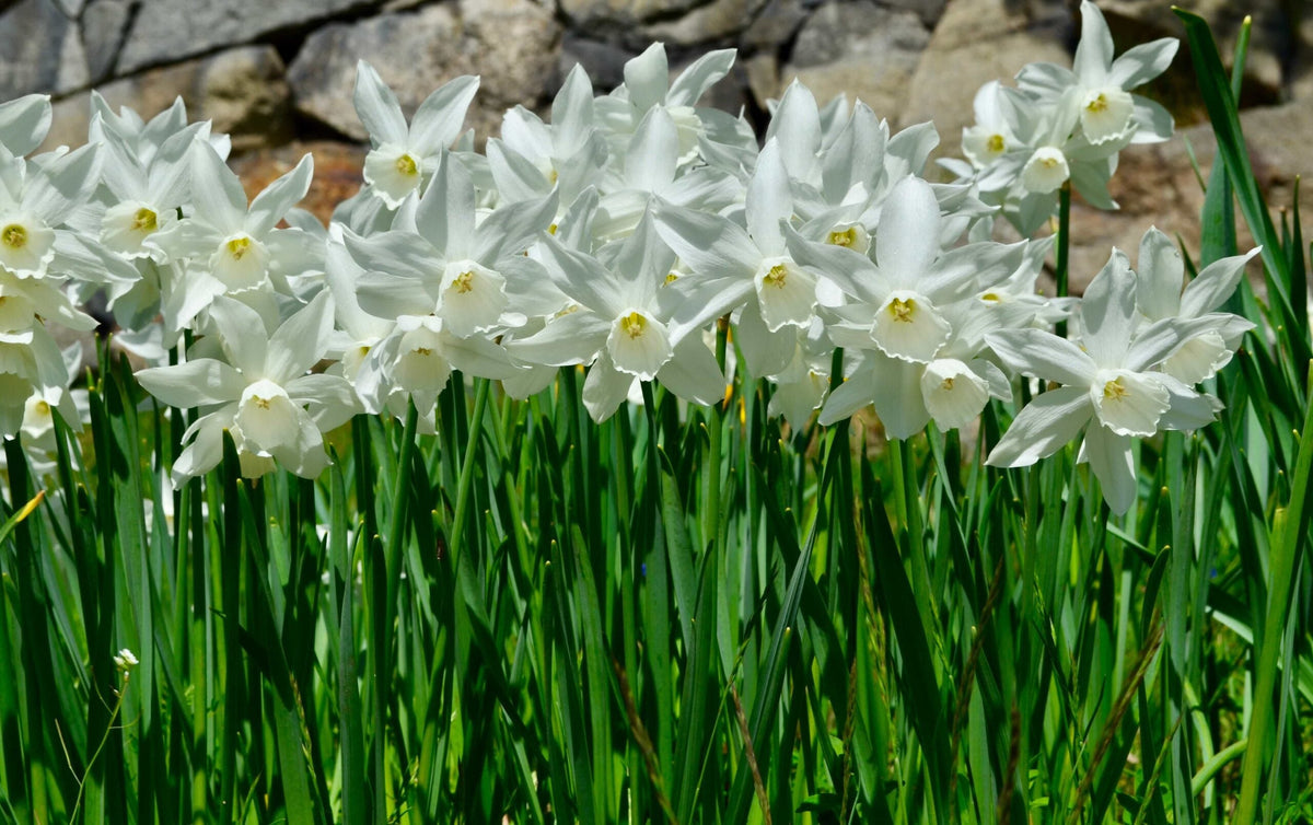 Narcissus (Narcissus Flower) seeds for planting in home garden
