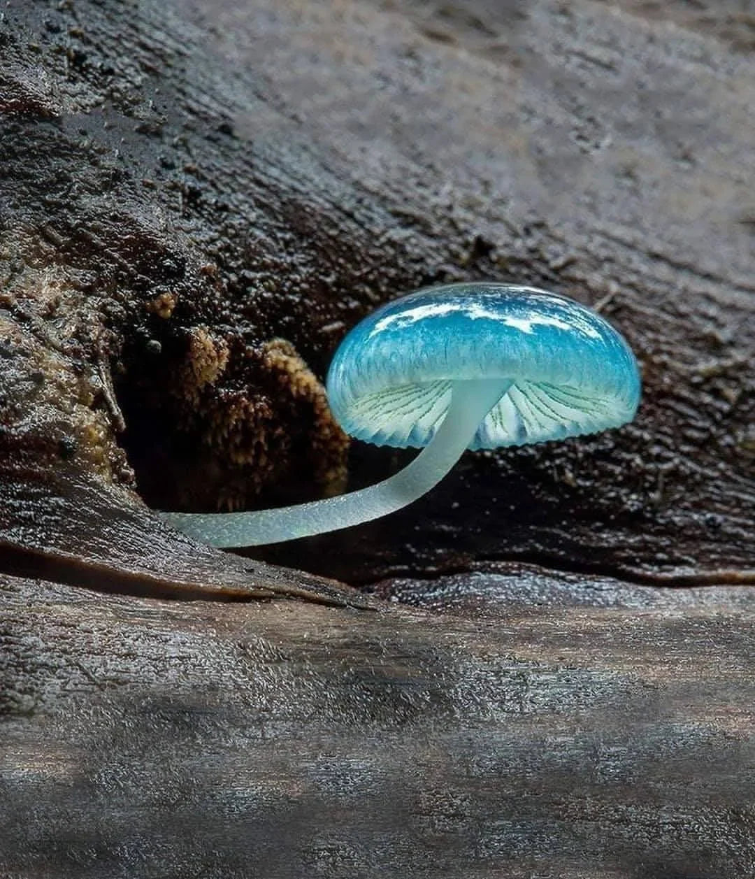 Sky Blue Mushroom Seeds For Planting - Unique Mushrooms Your Harvest