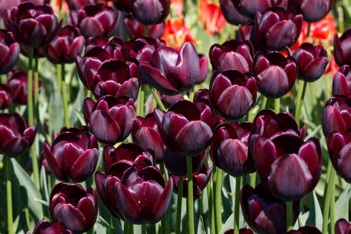 Marron Tulip Flower seeds for Planting Shade Tolerant Heirloom & GMO Free Seeds for Home Garden 
 
 Sale for planting in home garden