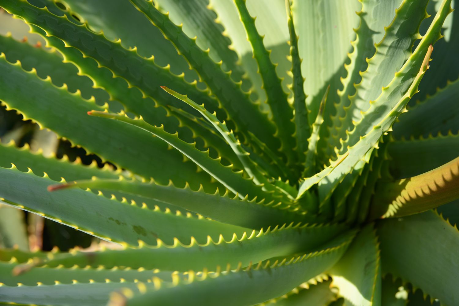 Aloe Cameron Seeds For Planting - Grow Unique Green In Your Garden