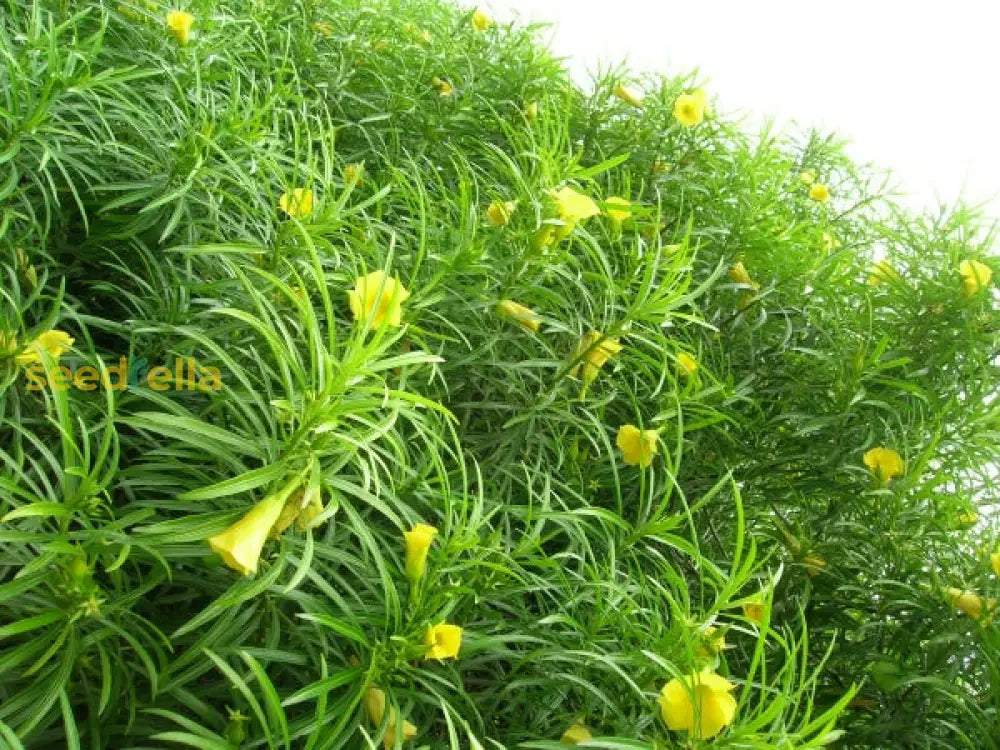 Thevetia Neriifolia Flower Seeds For Planting