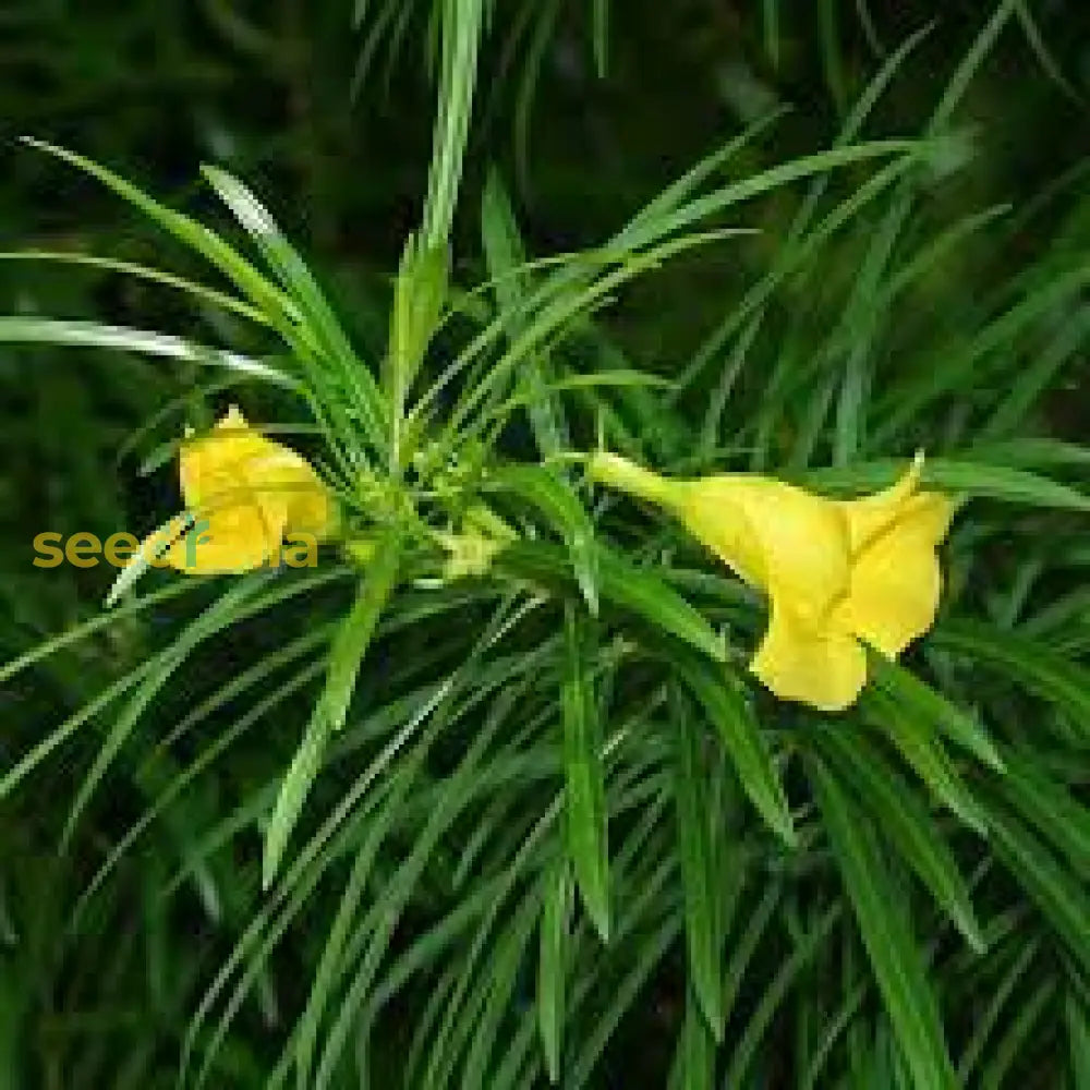 Thevetia Neriifolia Flower Seeds For Planting