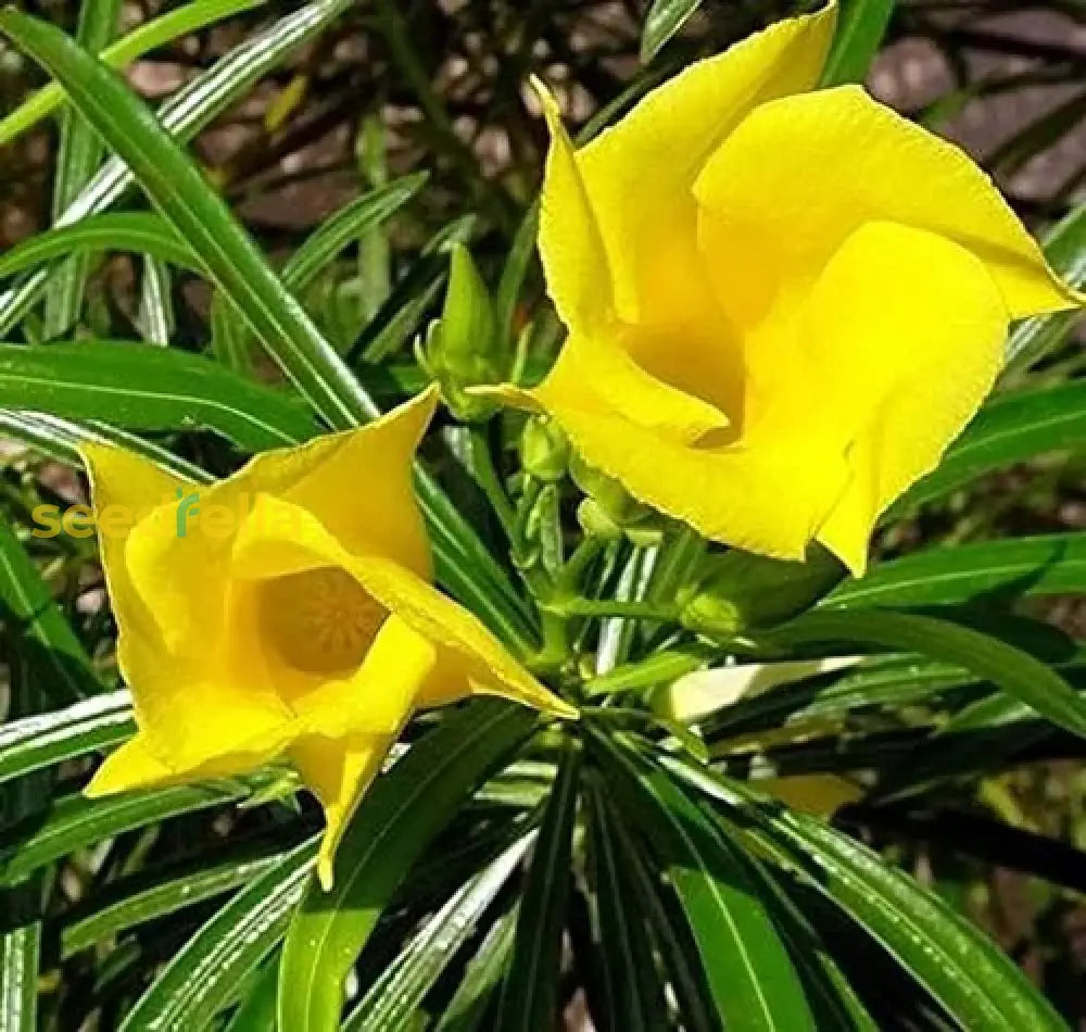 Thevetia Neriifolia Flower Seeds For Planting