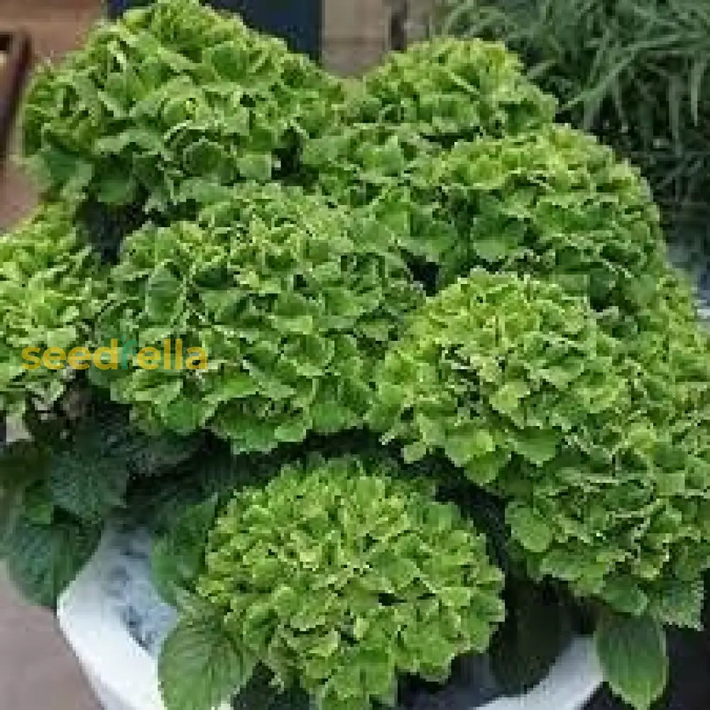 Thick Green Hydrangea Flower Seeds For Easy Planting