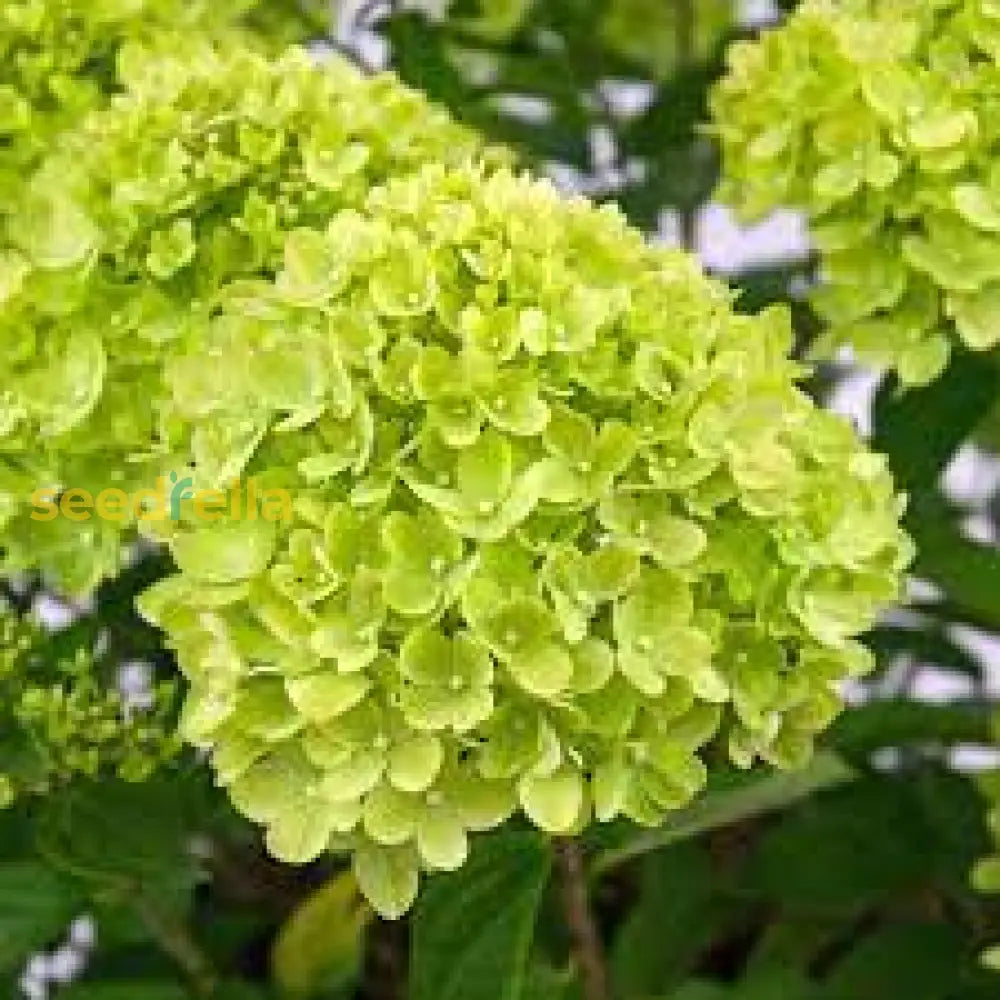 Thick Green Hydrangea Flower Seeds For Easy Planting