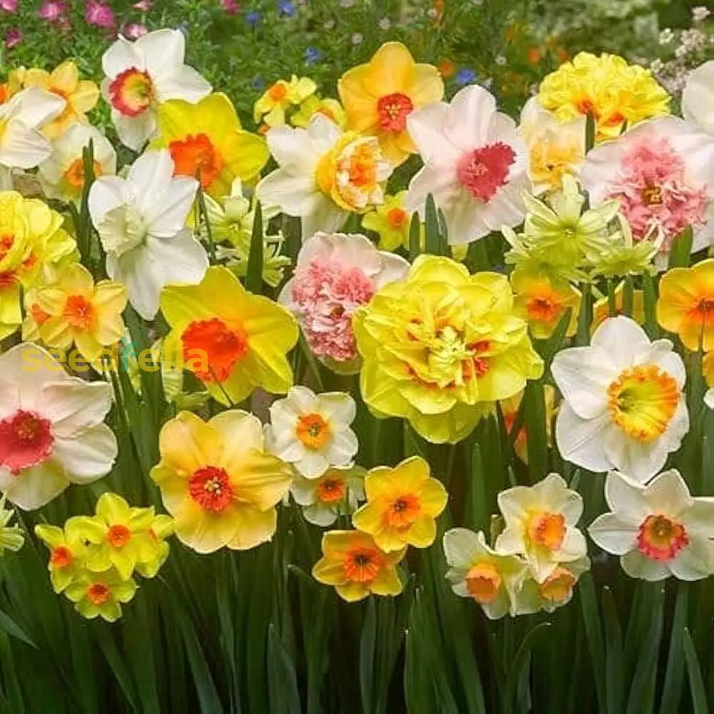 Thick Orange And White Daffodil Flower Seeds For Planting