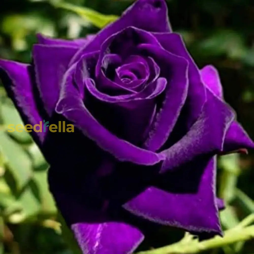 Thick Violet Rose Seeds  Perfect For Planting