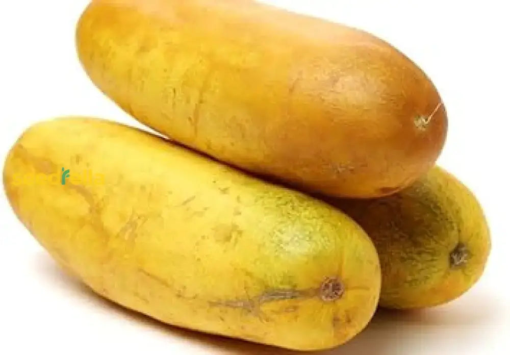 Thick Yellow Cucumber Seeds For Planting Vegetable Seeds