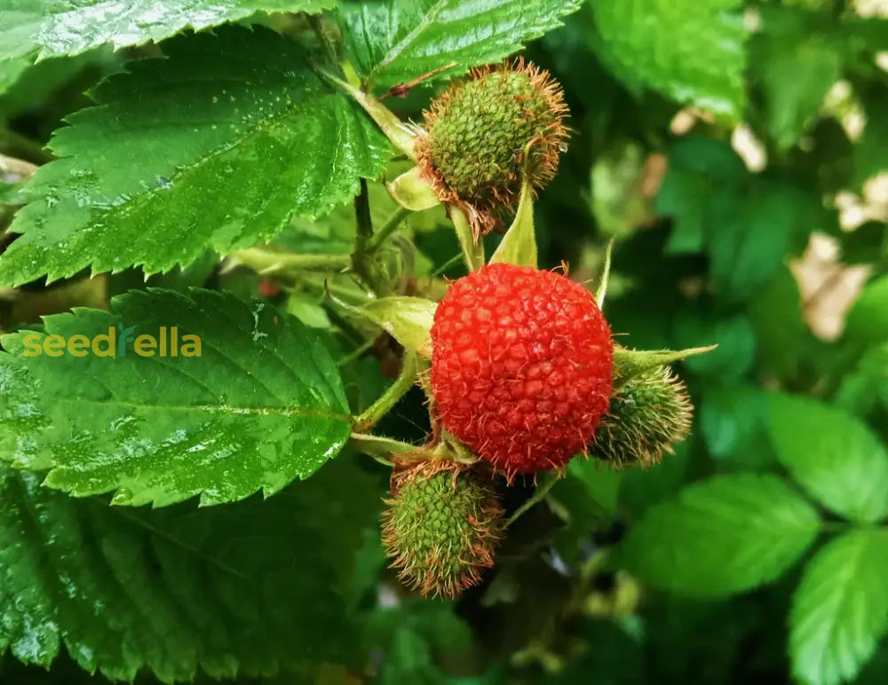 Thimbleberry Fruit Planting Seeds - Grow Delicious Thimbleberries In Your Garden!