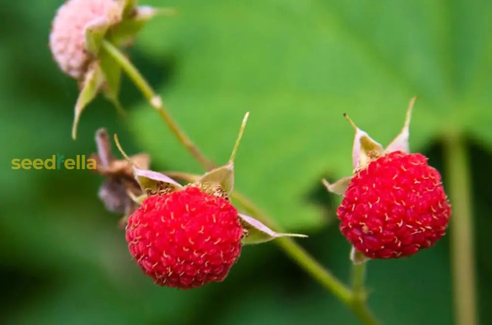 Thimbleberry Fruit Seeds for Home Garden Planting