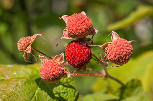 Thimbleberry Seeds – Rubus parviflorus Non-GMO Edible Red Berry Shrub