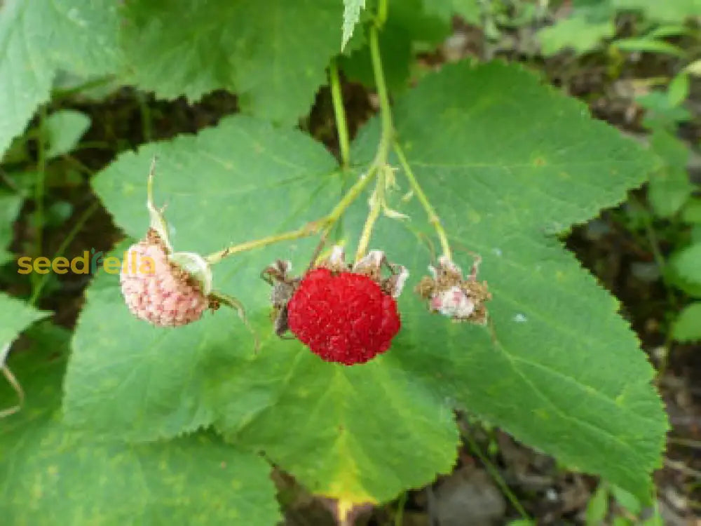 Thimbleberry Seeds for Planting Rubus parviflorus