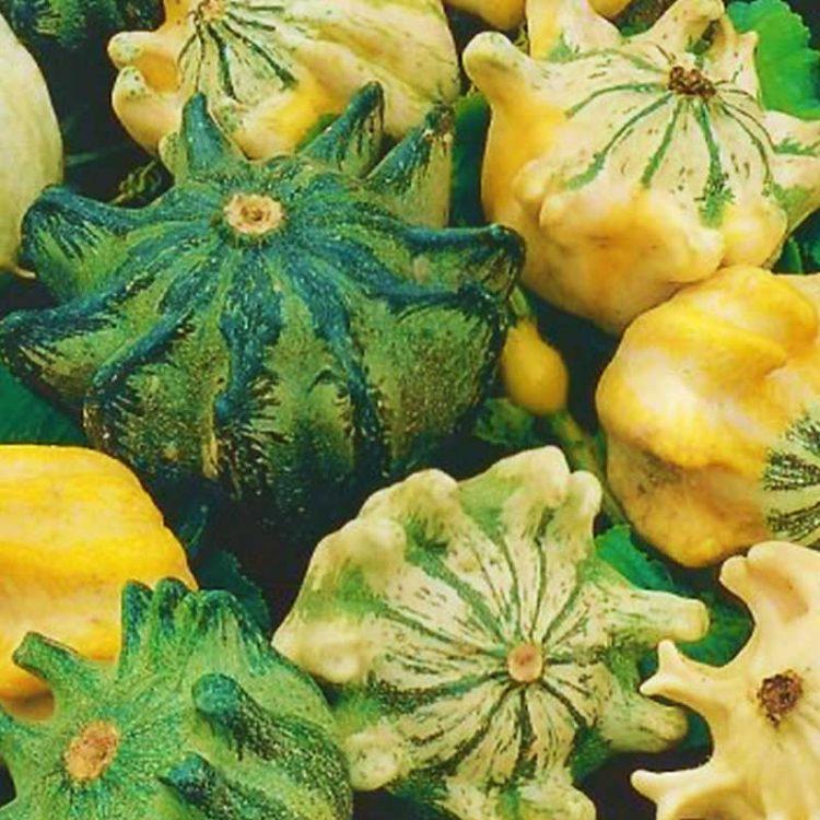 Thorn gourd plants in garden grown from seeds