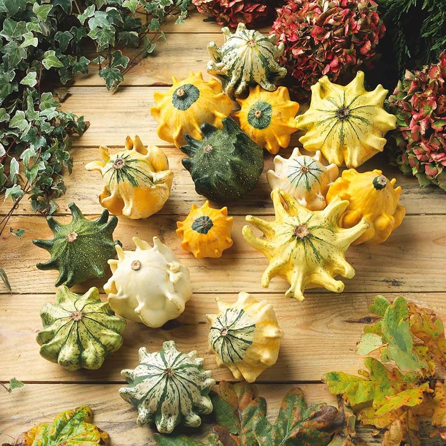 Thorn gourd seeds for planting Non GMO