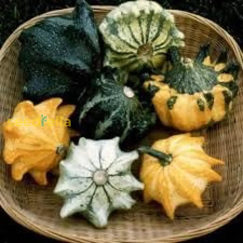 Thorn Gourd Vegetable Seeds For Planting