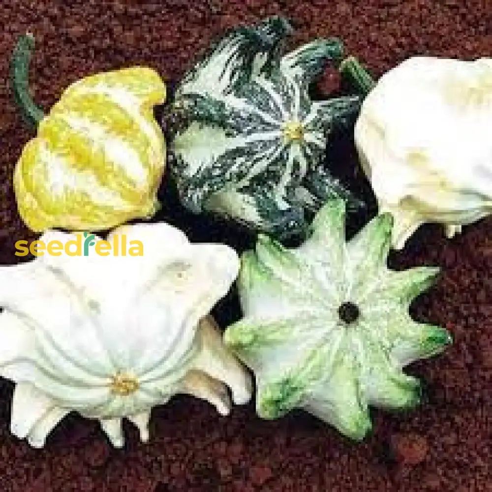 Thorn Pumpkin Vegetable Seeds: Complete Planting Guide Seeds