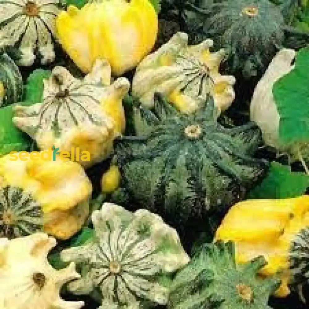 Thorn Pumpkin Vegetable Seeds: Complete Planting Guide Seeds