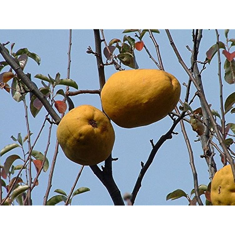 Thornless quince seeds golden fruit and flower variety