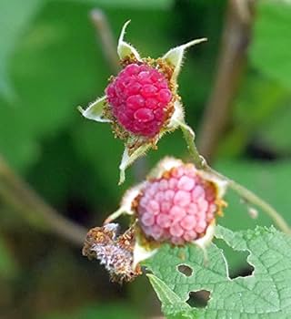 Thornless raspberry seeds producing edible red-purple berries
