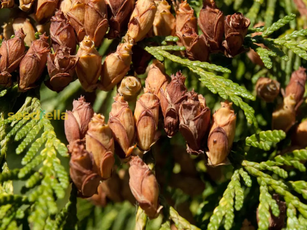 Thuja Plicata Tree Seeds - Easy Planting Instructions Included