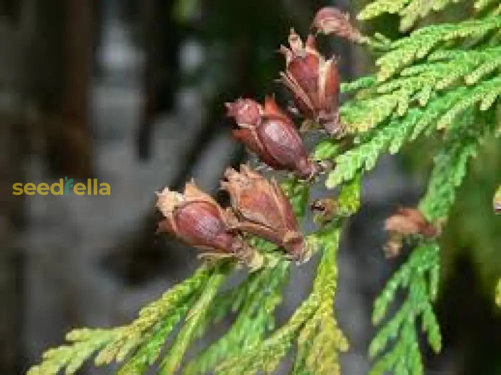 Thuja Plicata Tree Seeds - Easy Planting Instructions Included