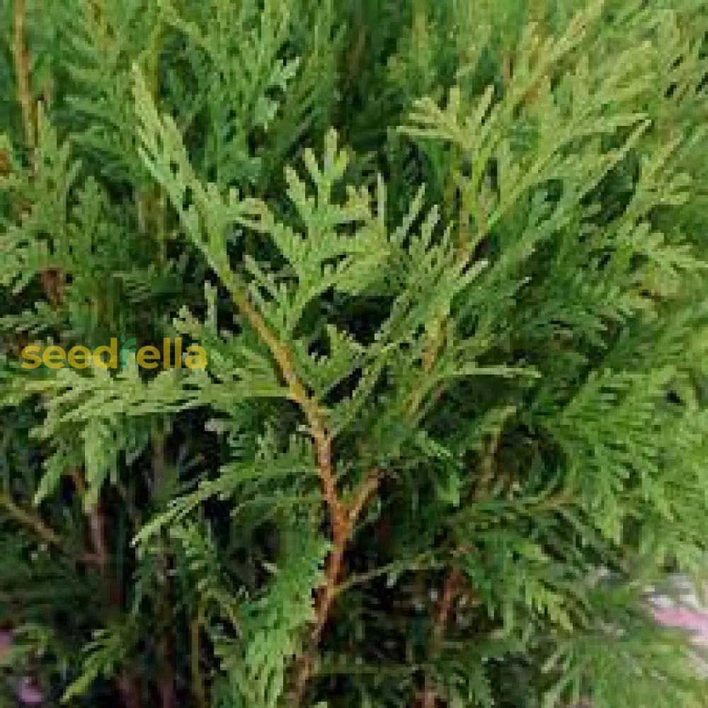 Thuja Plicata Tree Seeds: Planting Guide For Successful Growth