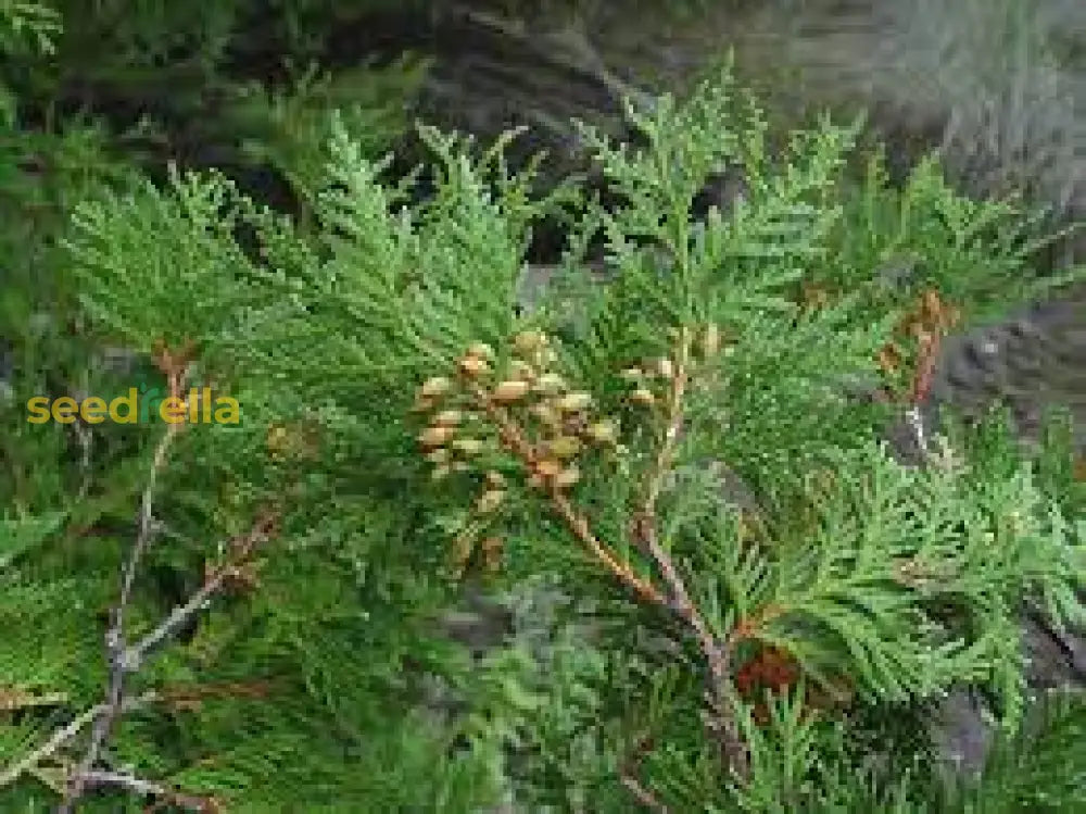 Thuja Plicata Tree Seeds: Planting Guide For Successful Growth