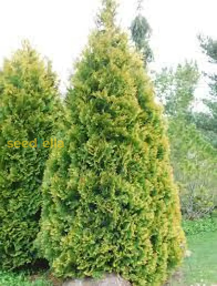 Thuja Plicata Tree Seeds: Planting Guide For Successful Growth Plant Seeds