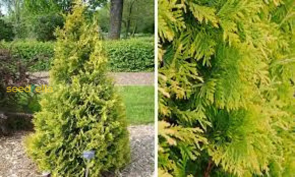 Thuja Plicata Tree Seeds: Planting Guide For Successful Growth Plant Seeds