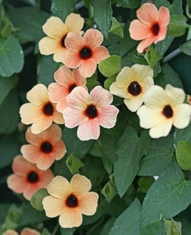 Mixed Thunbergia growing in container
