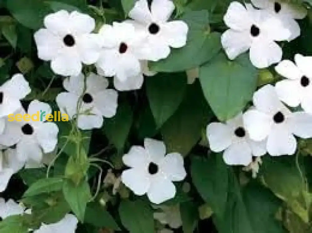 Thunbergia Flower Seeds For Vibrant Garden Planting