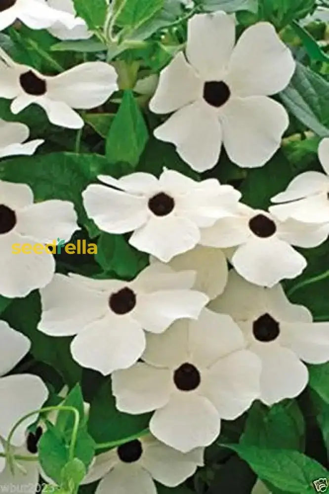 Thunbergia Flower Seeds For Vibrant Garden Planting