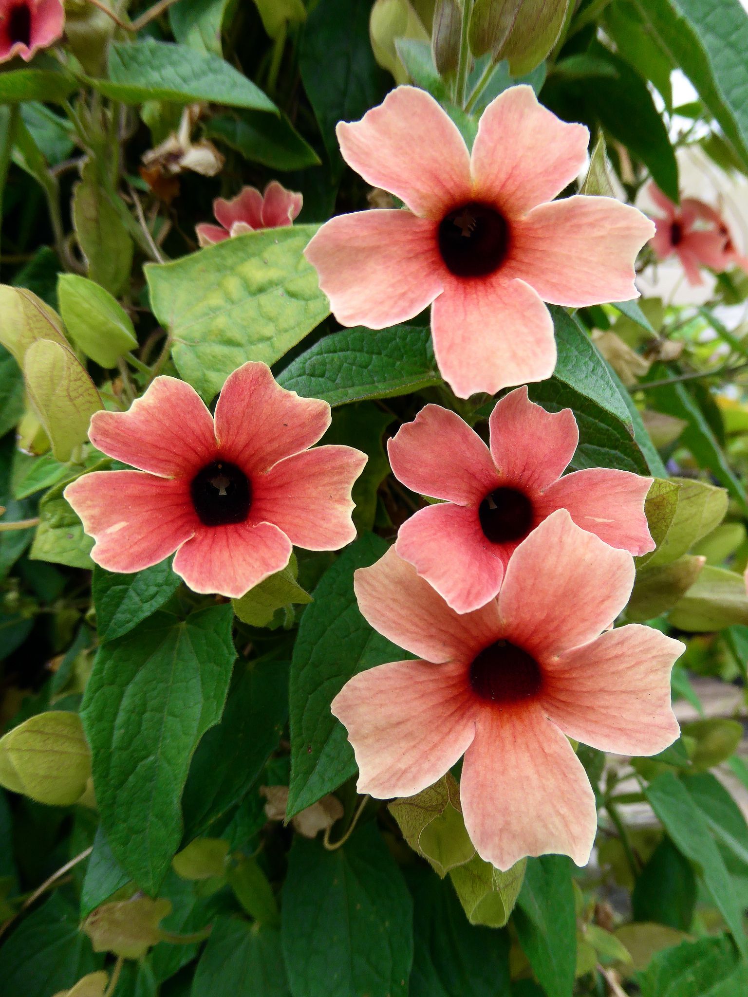 Mixed Thunbergia planted along garden border