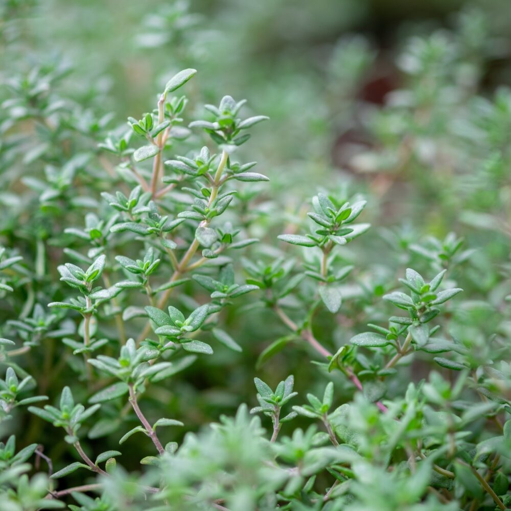 Pink Lavender Flowers of Thyme Herb in Bloom