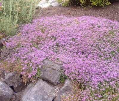 Conehead Thyme growing in a sunny rock garden setting
