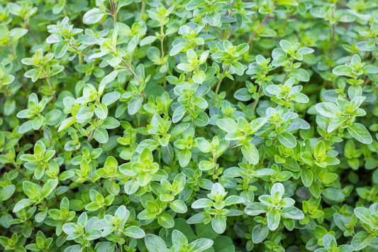Thyme Seeds – Thymus vulgaris Common English Variety
